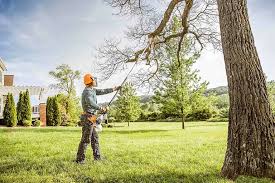 Best Tree Cabling and Bracing  in Sterling, CO