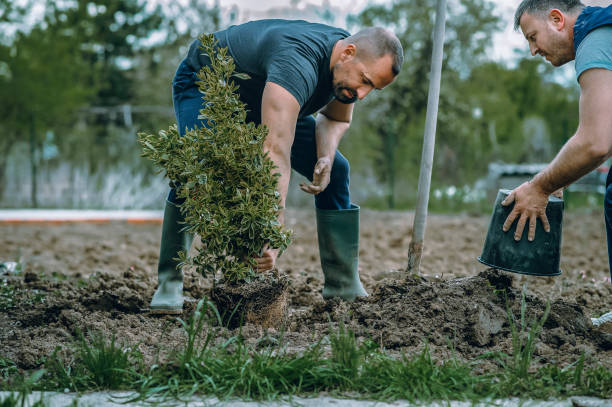 Best Lawn Drainage Solutions  in Sterling, CO