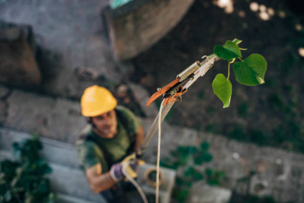 Trusted Sterling, CO Tree Services Experts