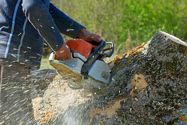 Best Tree Removal  in Sterling, CO